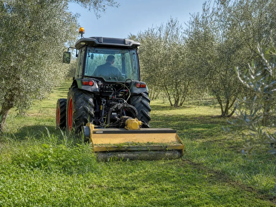 Tractor desbrozando hierbas entre las hileras de olivos