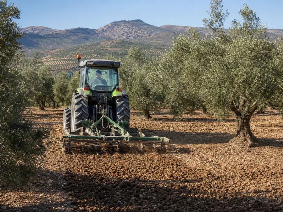 Tractor labrando el terreno entre olivos